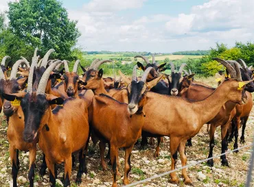 Producteur Formage Chèvres Charente | Chèvres de Sireuil.