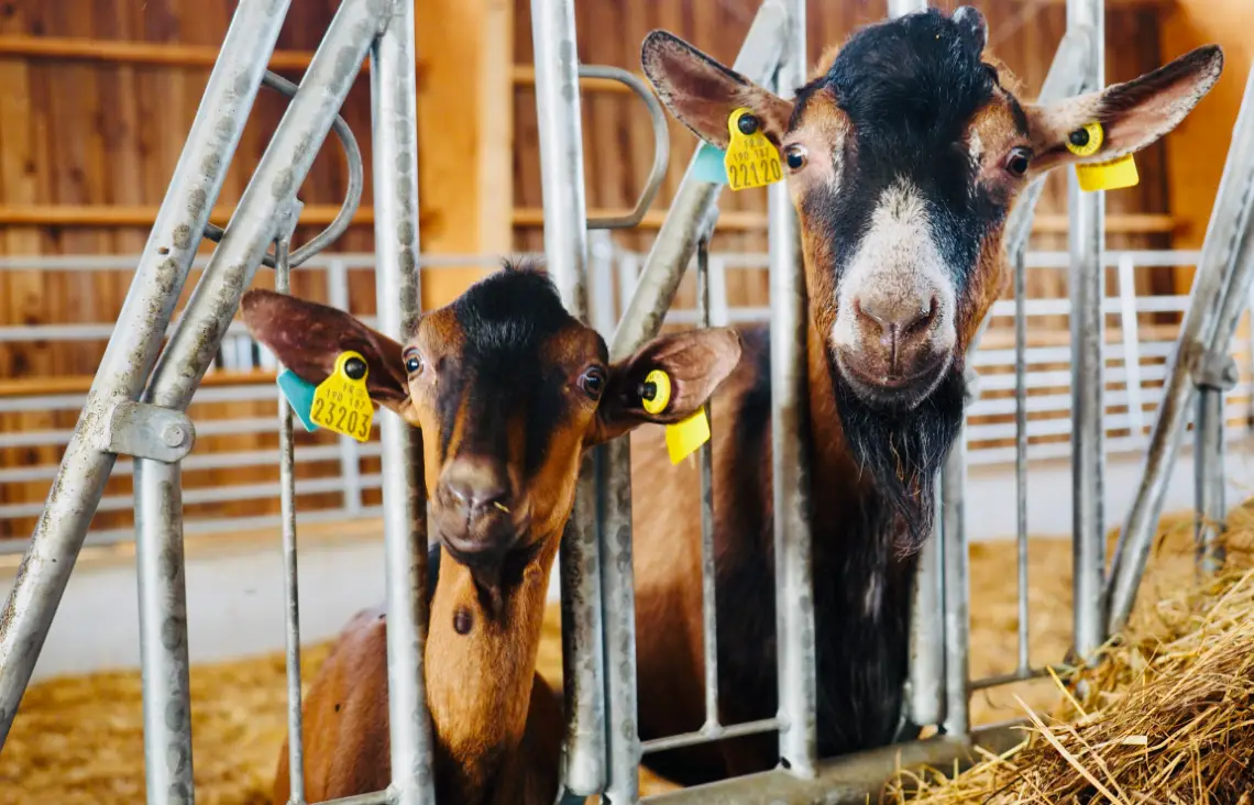 Producteur Formage Chèvres Charente | Chèvres de Sireuil.